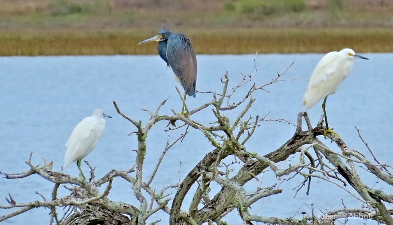 Snowy Egrets and Great Blue Heron