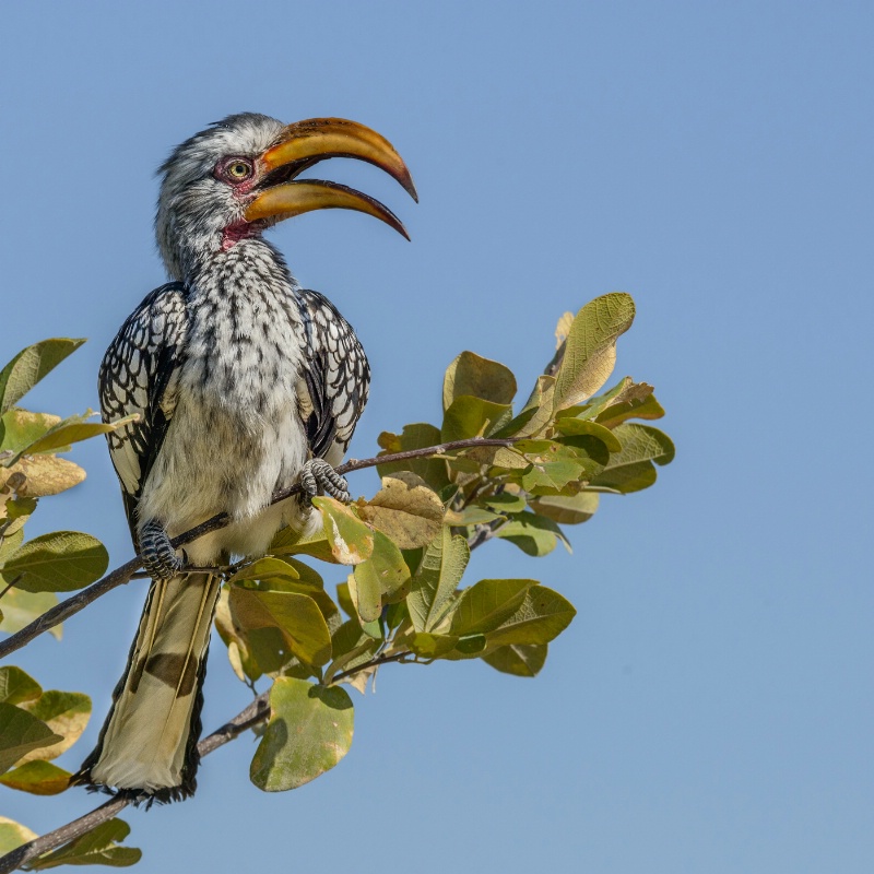 Southern yellow-billed Hornbill