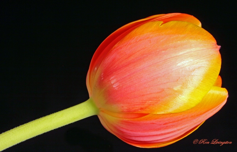 Tulip Love