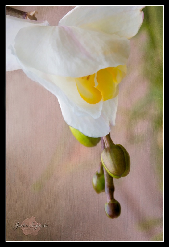 Bloom and Buds