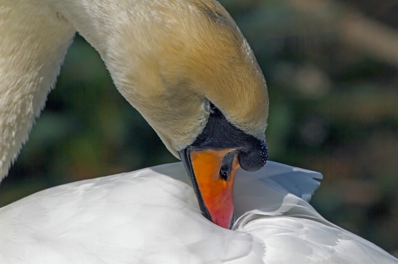 cleaning the feathers