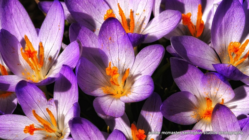 wee crocuses 