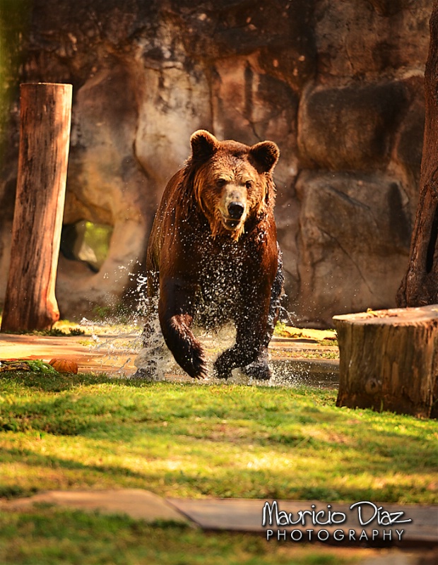 Running Bear - ID: 14418036 © Mauricio Diaz