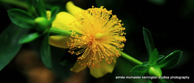 st john's wort