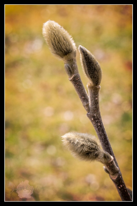 Budding Time