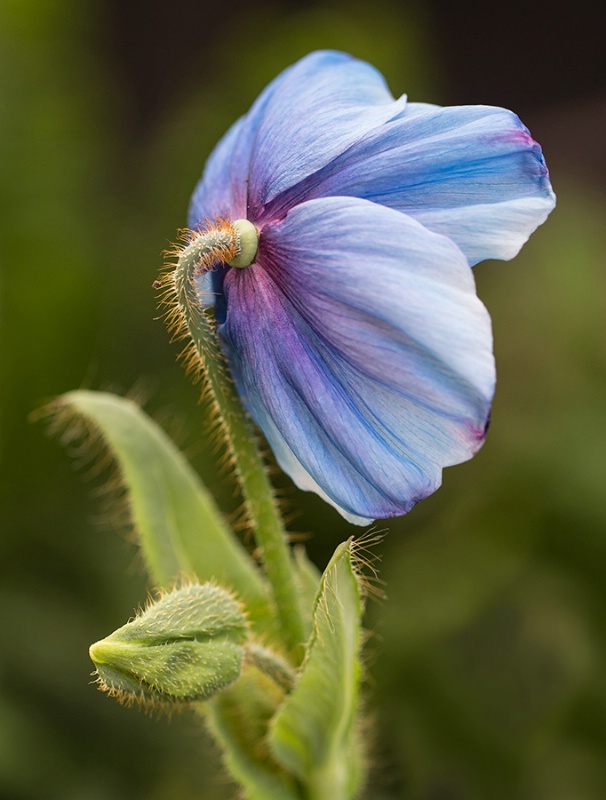 Himalayan Blue Poppy    