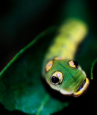 Spicebush Caterpillar