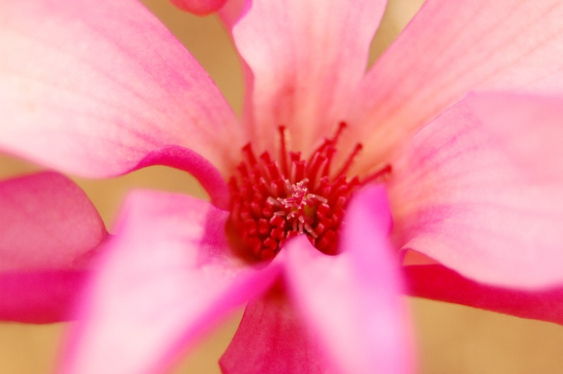 Interior Japanese Magnolia