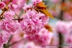 blossoms pink