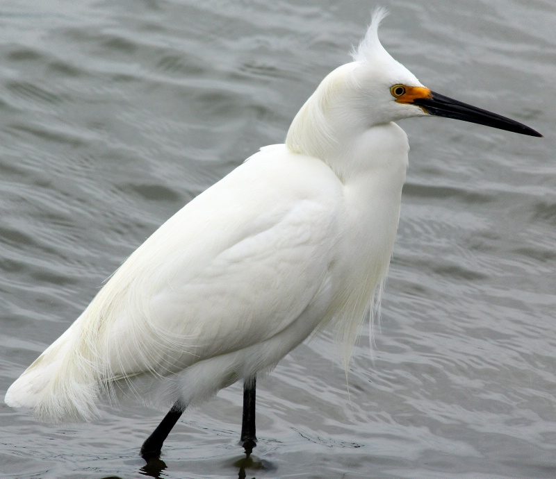 A Snowy Egret - ID: 14420044 © Pauline M. Osborn