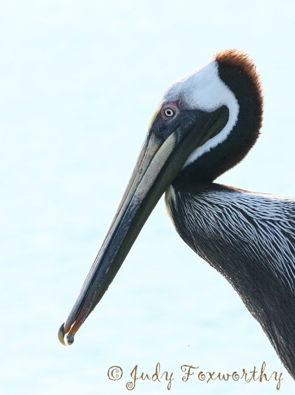 Brown Pelican's Profile