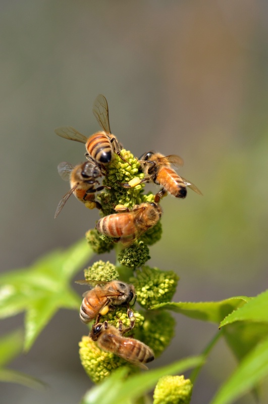Honey Bees at Work