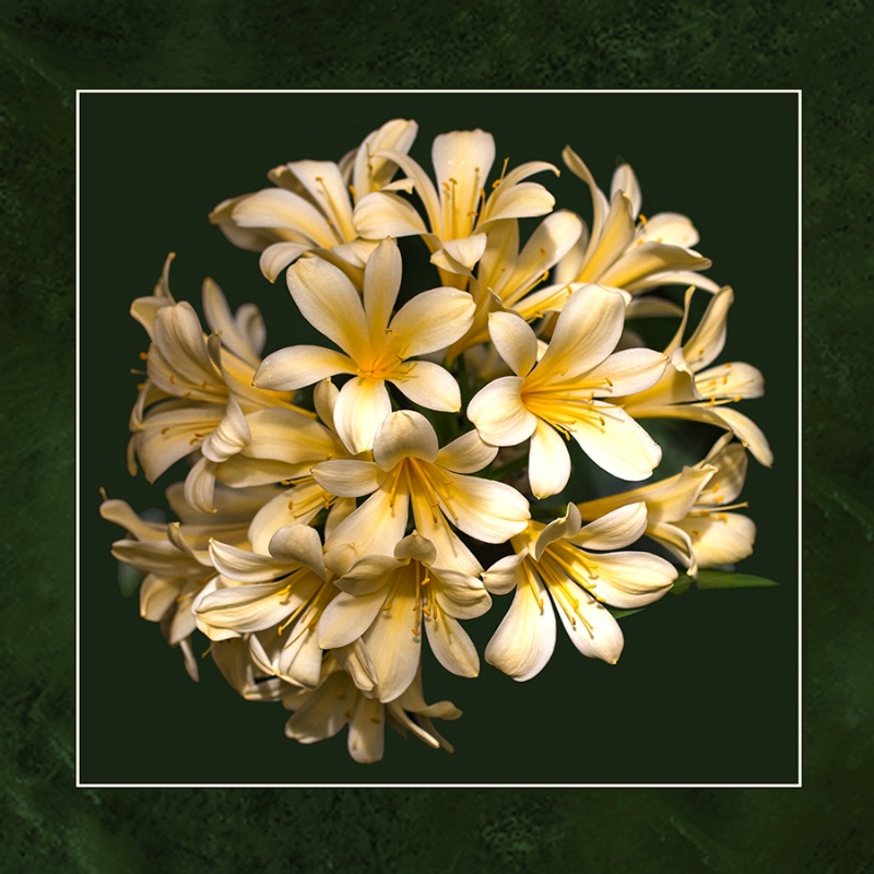 Clivia miniata (Amaryllis family) 