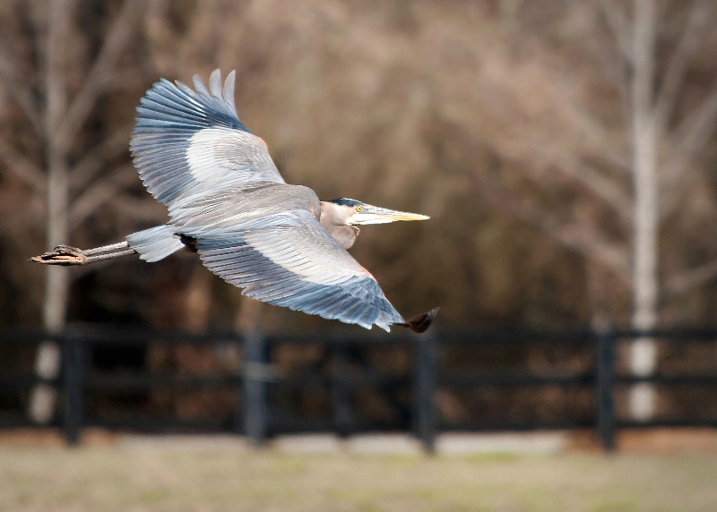 Flying the Fence Line H