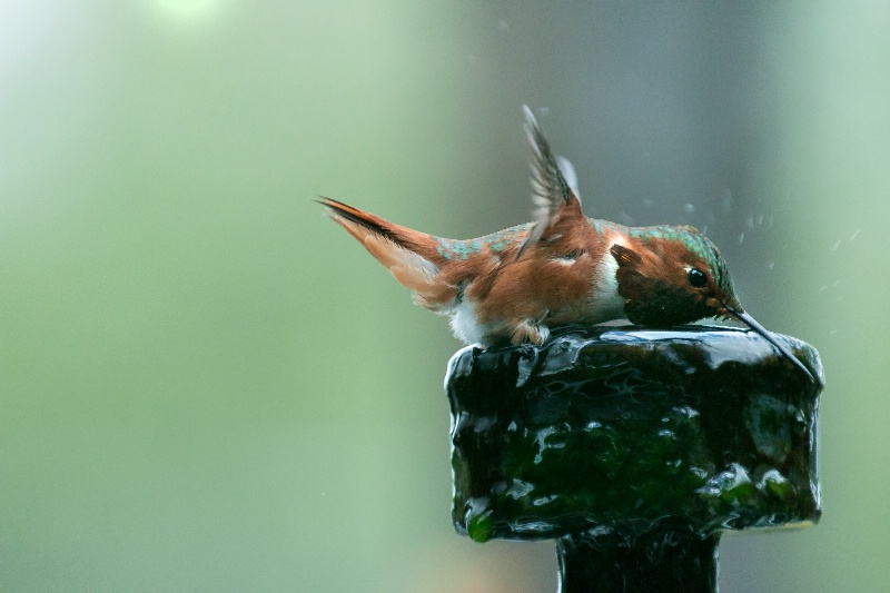 Baby is bathing