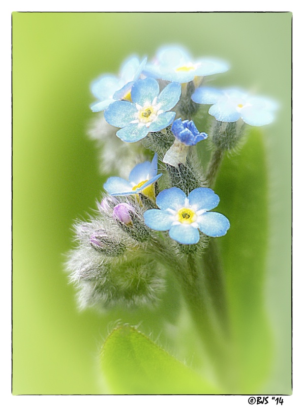 Spring Bouquet