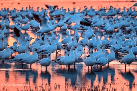 Snow Geese at sunset