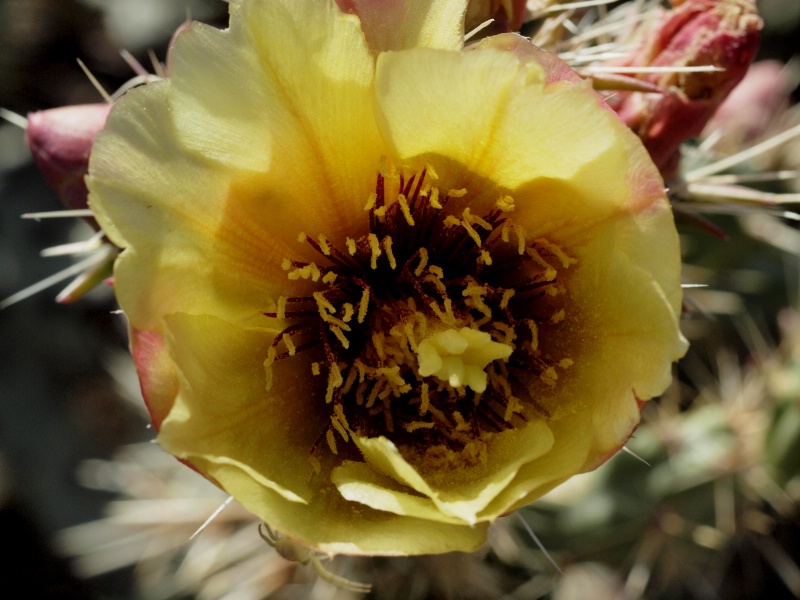 Stag Horn Cholla