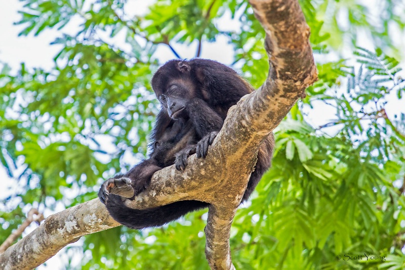 Howler Monkey; Palo Verde NP, Costa Rica - ID: 14421597 © Richard S. Young