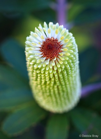 Banksia