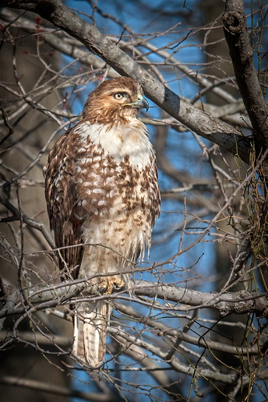 Red Tailed Hawk    