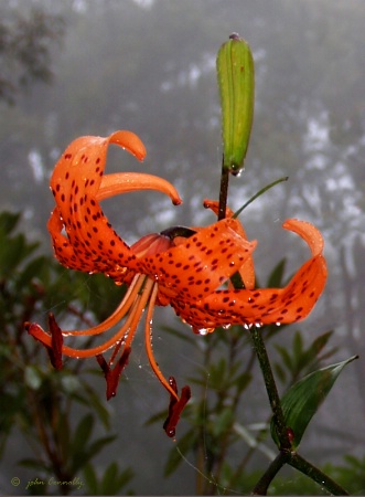 A Tiger Lily