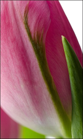 Peter's Tulip