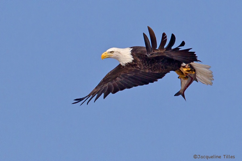 Bald Eagle with Fish - ID: 14421933 © Jacqueline A. Tilles