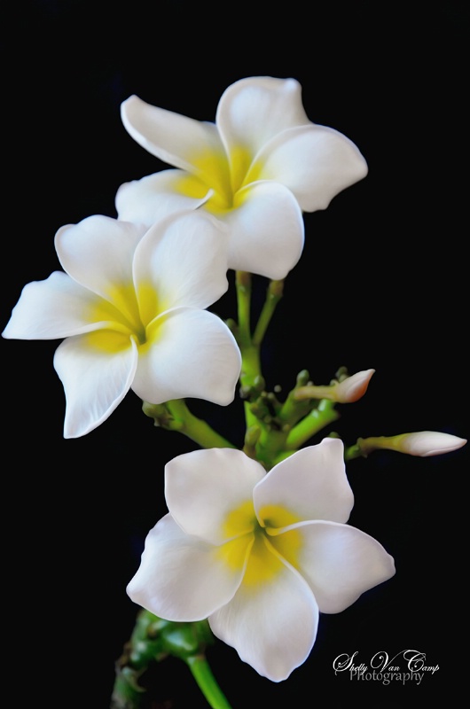 Plumeria