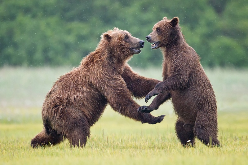 Wrestling in the Rain