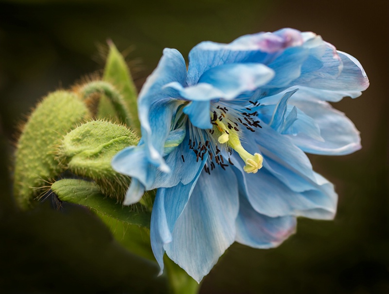 Double Blue Poppy    