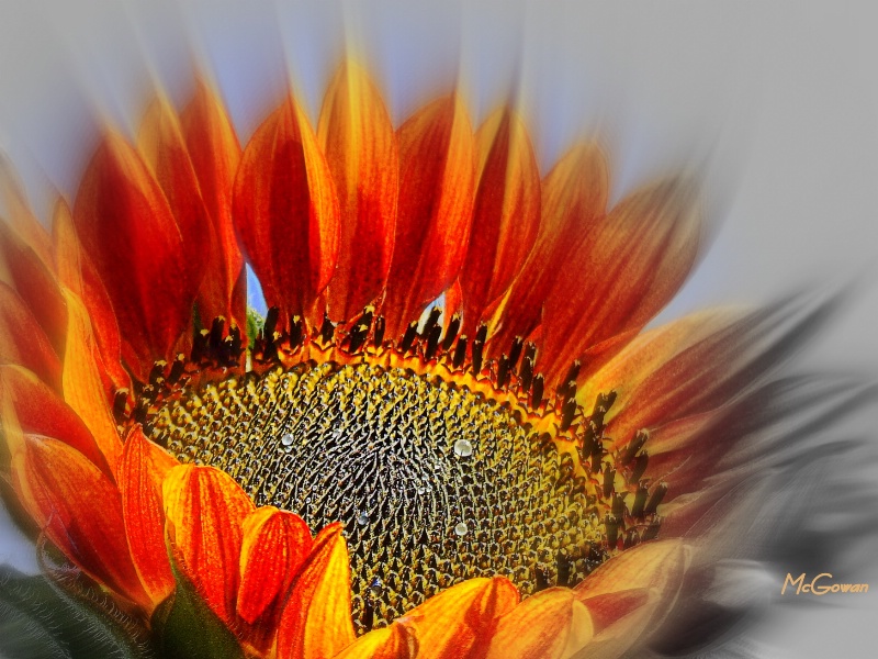 Sunflower Power