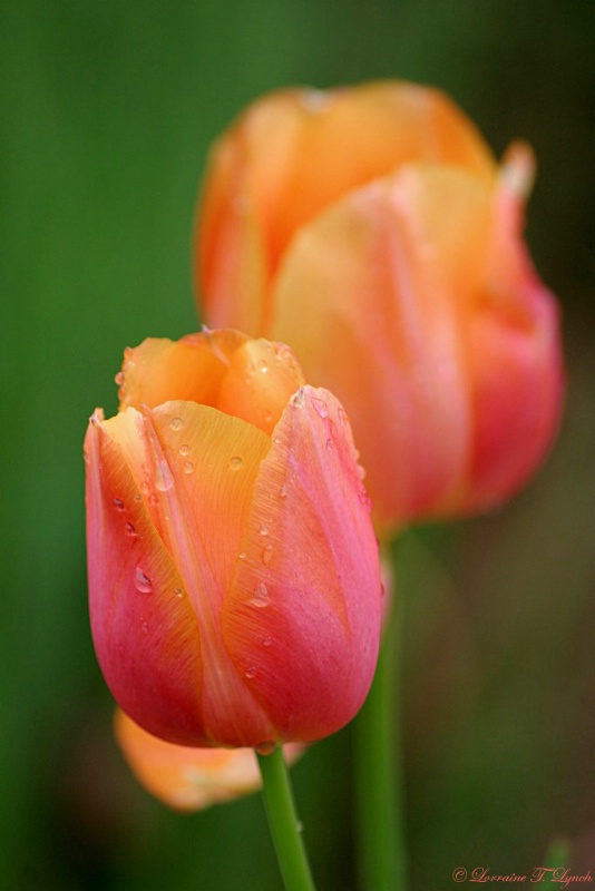 Beautiful Coral Tulips