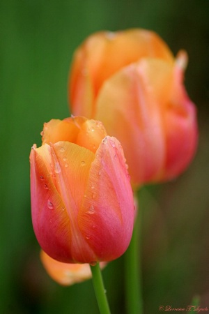 Beautiful Coral Tulips