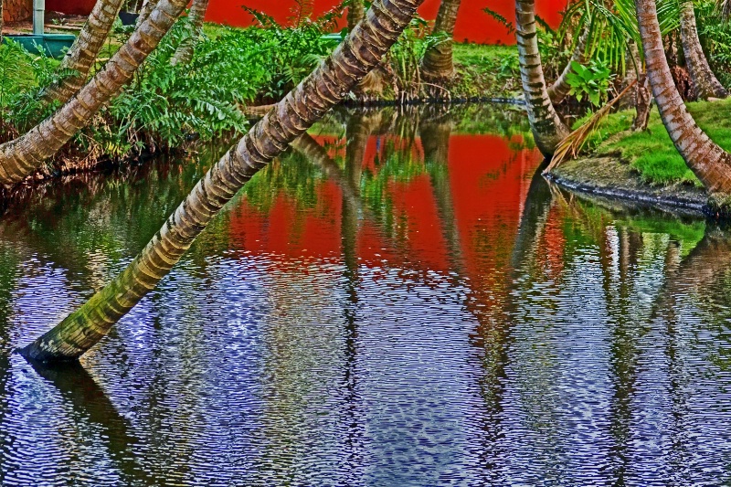 Jungle Reflection