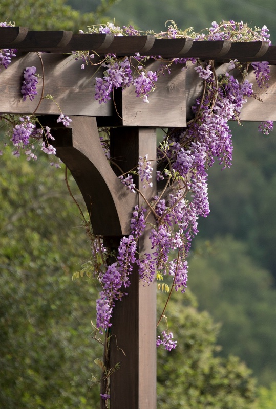 Wisteria