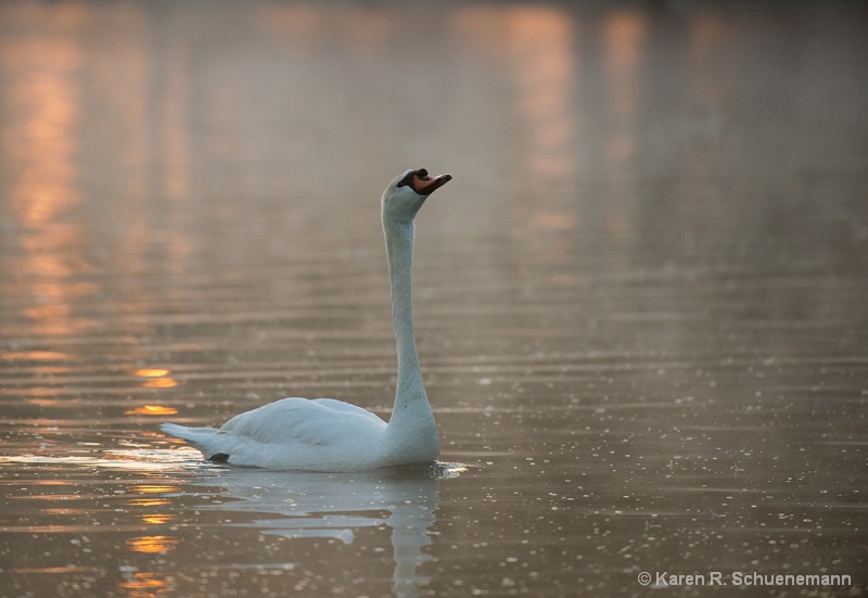 Swan at Sunrise