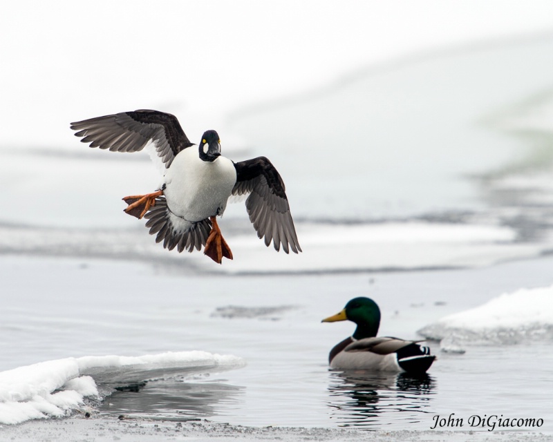 Common Golden Eye Landing-2