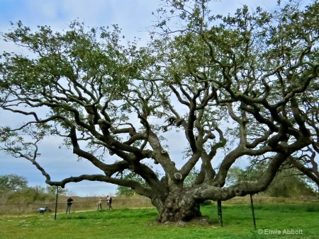 "Goose Island Oak"  The Big Tree