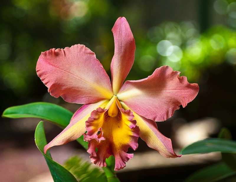 Beautiful Guaria Orchid