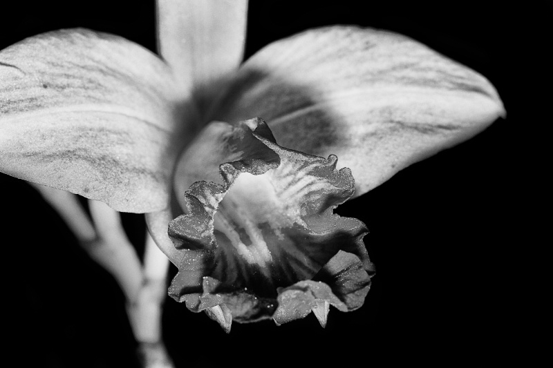 Orchid close-up