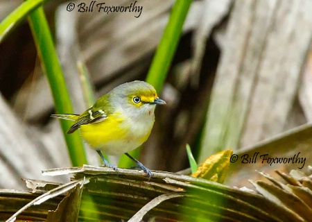 White Eyed Vireo