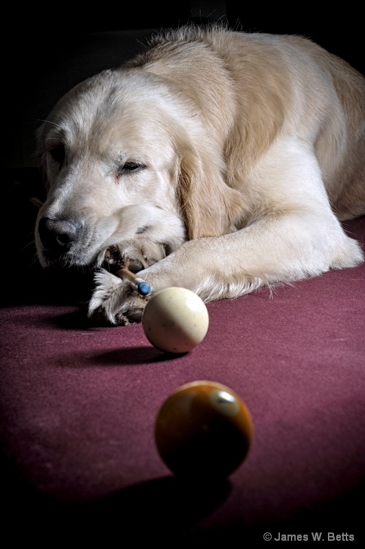 pool shark...