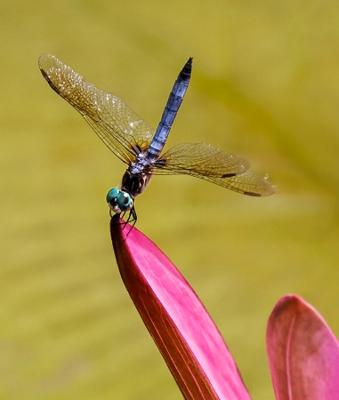 Dragonfly Resting    