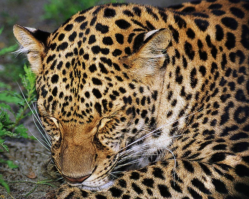 Sleepy Leopard