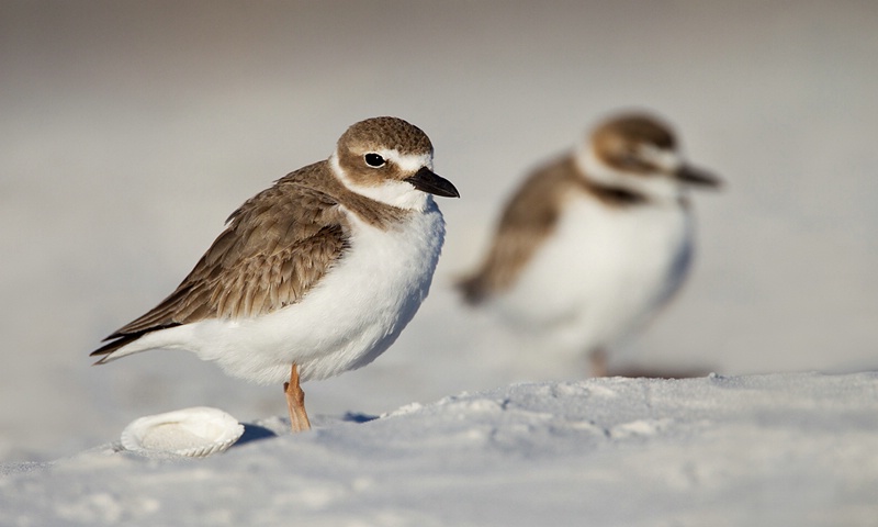 Wilson's Plovers