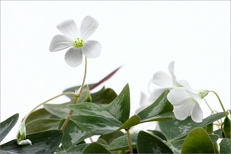 White Oxalis