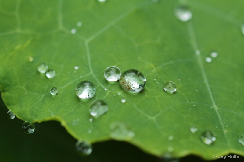 Water drops on nasturtium