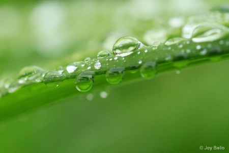 Raindrops in the spring