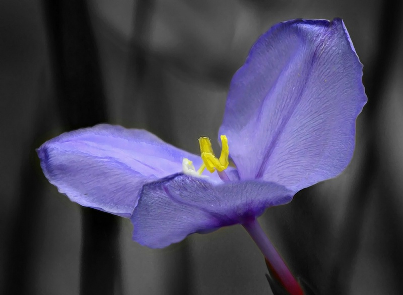 Patersonia - Native Iris